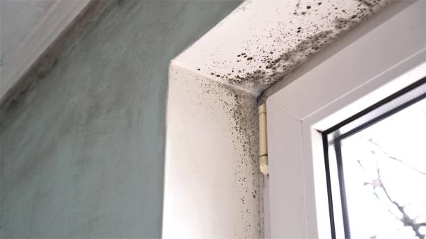 Best Home Mold Removal  in Brushy, OK