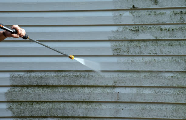 Best Black Mold Removal  in Brushy, OK