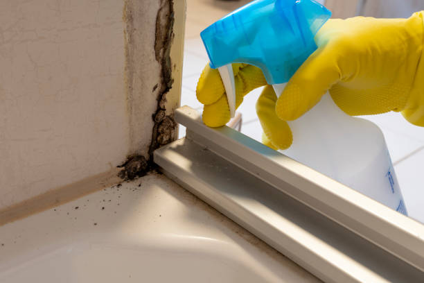 Best Mold Cleaning Services  in Brushy, OK