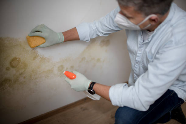 Best Mold Damage Repair  in Brushy, OK