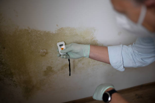 Best Best Mold Removal Companies  in Brushy, OK