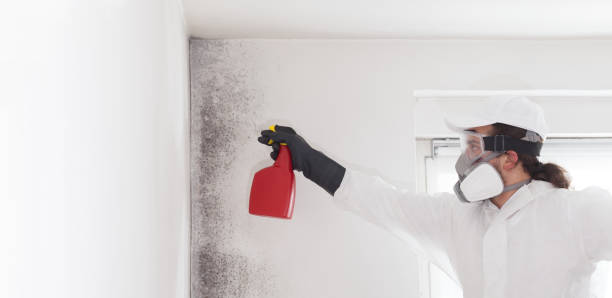 Best Commercial Mold Removal  in Brushy, OK