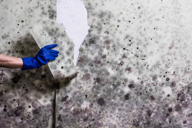 Best Mold Testing  in Brushy, OK