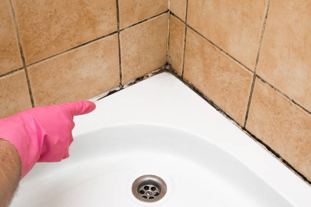  Brushy, OK Mold Removal Pros
