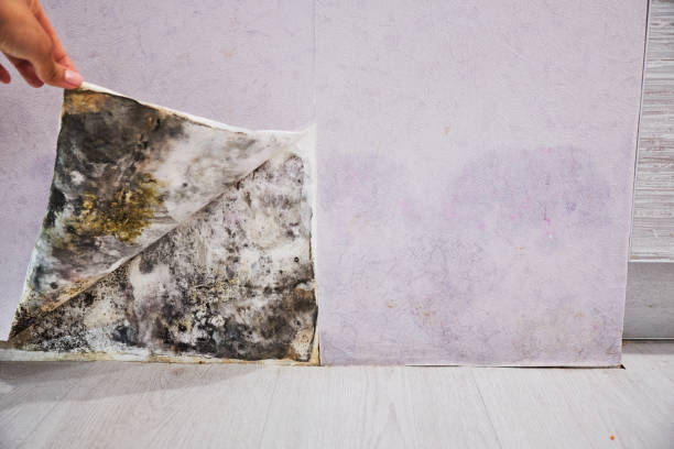 Best Home Mold Removal  in Brushy, OK